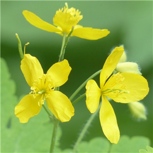 Chelidonium Majus